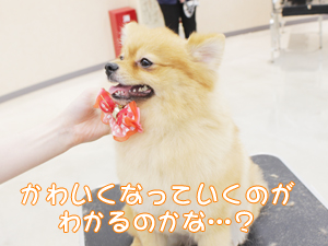 ２年生に向けて！先生の試技会♪②